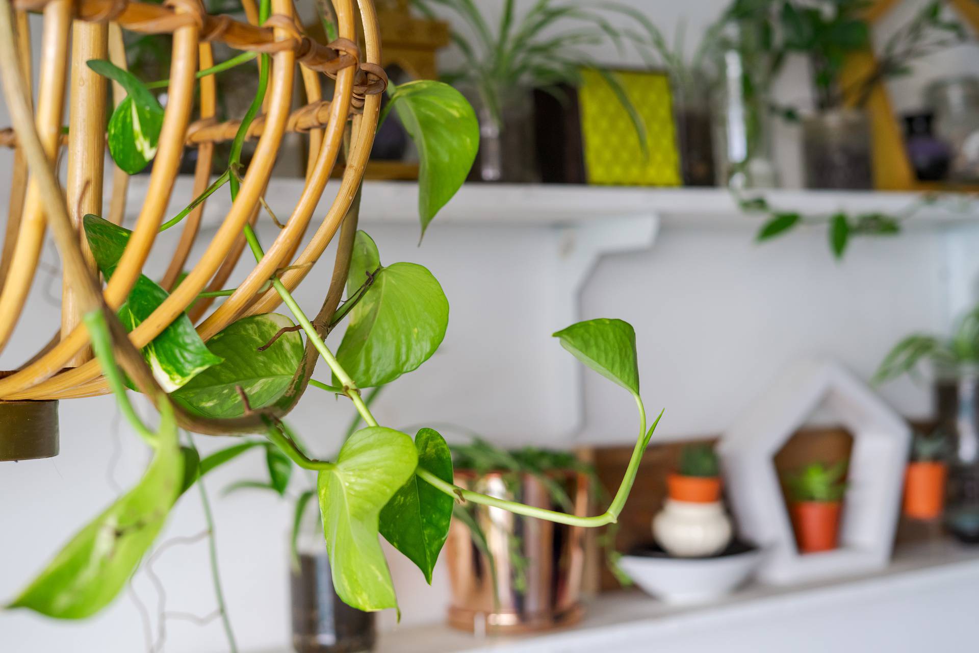 Pročistite zrak prirodno uz biljke koje unose svježinu u prostor