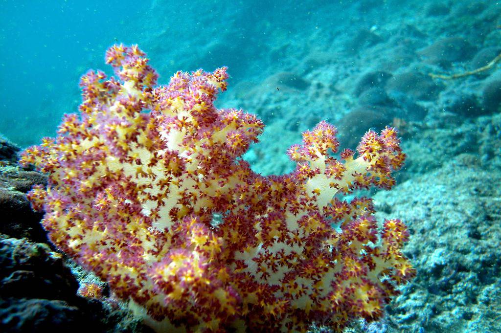 Mnoge koraljne vrste mogle bi izumrijeti u sljedećih 50 godina 