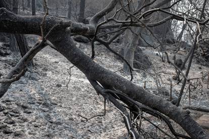 Ash blankets ground around burnt trees in aftermath of LNU Lightning Complex Fire along Lake Berryessa in  California
