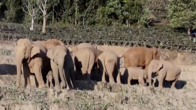 Divlji azijski slonovi snimljeni kako uživaju u velikoj gozbi u 'kantini' i prelaze rijeku u Kini