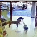 Tri psa 'provalila' u trgovinu igračaka pa ukrali plišanca