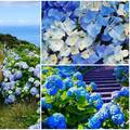 Jedini plavi otok na svijetu - on je dom predivnih hortenzija