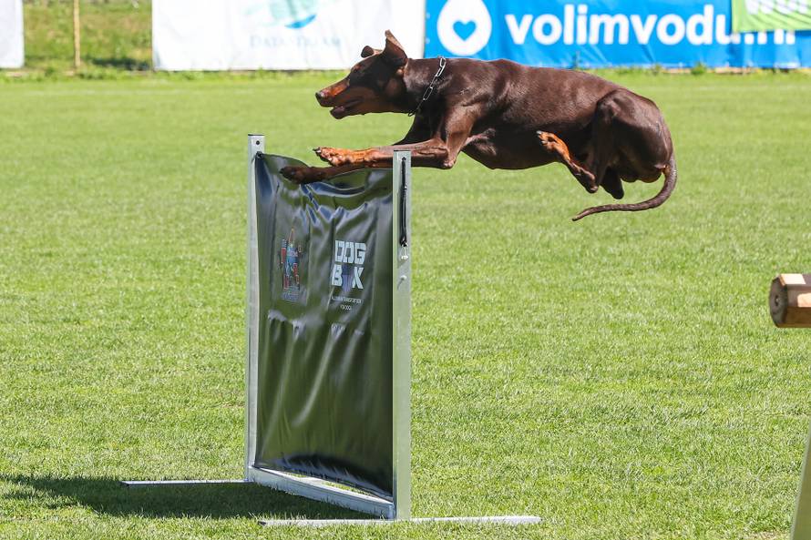 Međunarodna izložba natjecanje dobermana u Kurilovcu