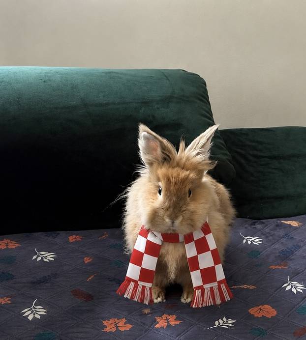 ŠAPE GORE! Ovako navijaju za repku ljubimci naših čitatelja