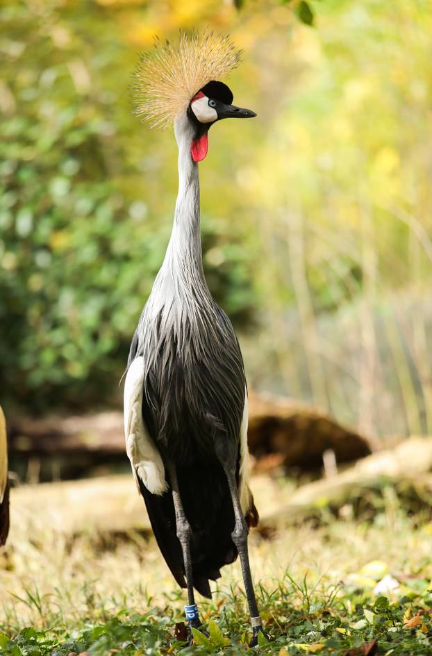 Zagrebački krunati ždralovi predstavljeni javnosti 