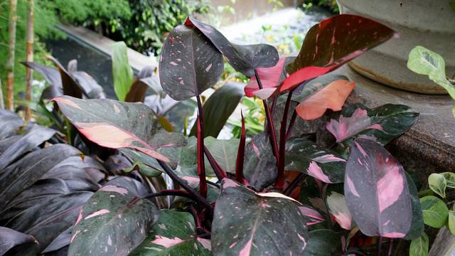 Ružičasti Filodendron uzgajati je lako - nije osjetljiv i brzo raste
