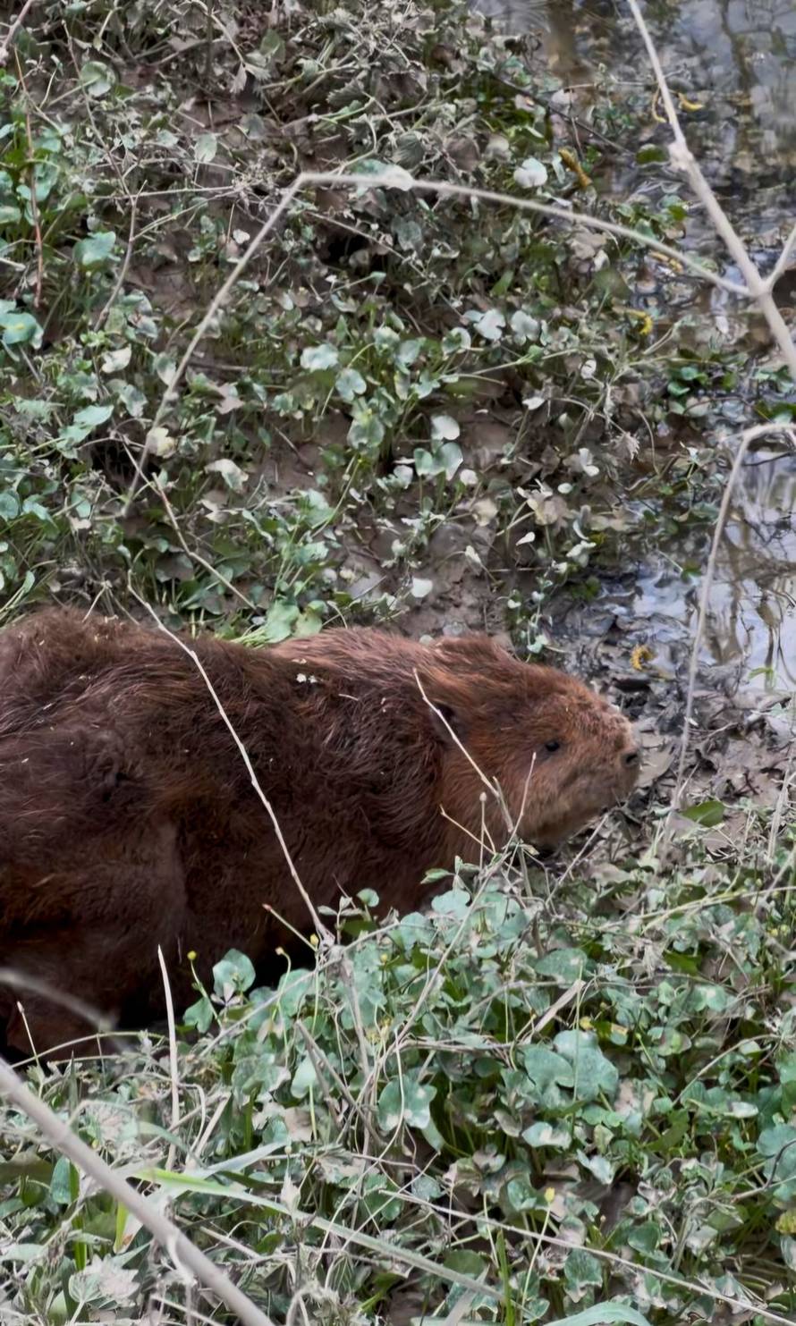 Dabar kojeg je udario auto sad uživa u Savi: Na Međunarodni dan dabrova pustili ga u prirodu