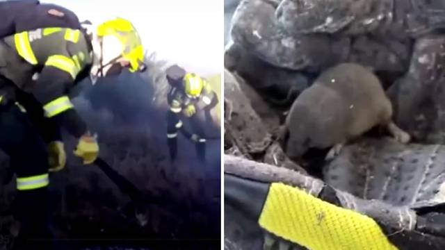 VIDEO Kolumbijski vatrogasci iz požara su spasili malenu krticu