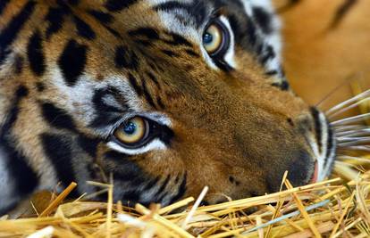 Tigar je pobjegao iz cirkusa i izazvao pomutnju na ulicama