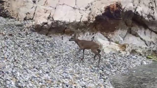 Mještani su brzom reakcijom spasili izgubljenu srnu iz uvale