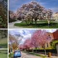 Proljeće u Zagrebu: Ulice su prepune cvijeća, ptice pjevaju...