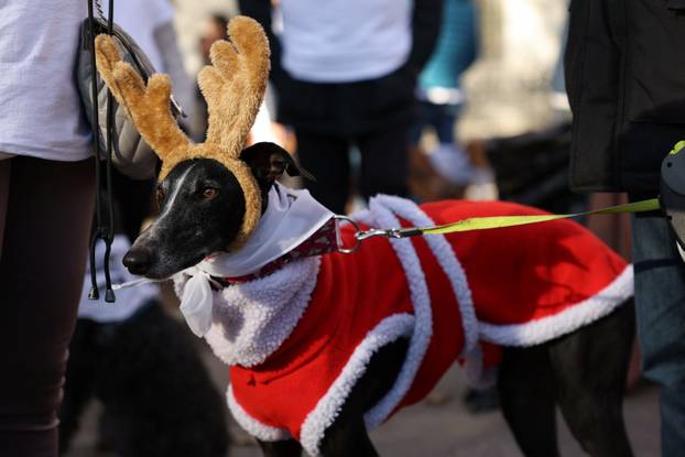 People and dogs take part in festive dog walk to raise money for flooded-hit Valencia shelters