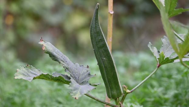 Ovo je najbolje povrće za čuvanje sjemena i evo kako ga skupiti za sljedeću godinu