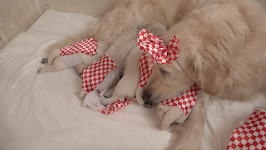 Štenci u kockicama: Još niste sreli ovako neodoljive navijače