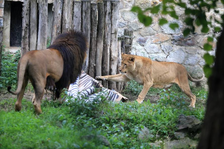 Lavica iz osječkog ZOO-a sama sebi odgrizla šapu: 'Nažalost, morali smo je eutanizirati...'