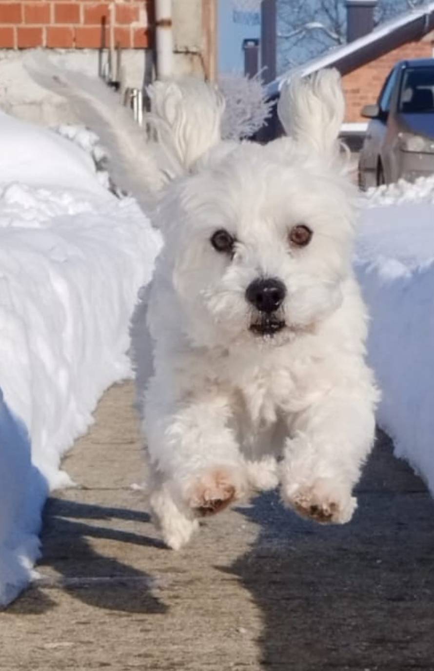 Općinska komunalka sama 'izlopatala' snijeg sa staze: 'Nema nikakve drame u tome'