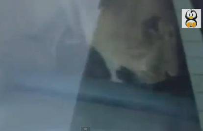 To je hrabrost: Mladić uspio u autu 'zarobiti' odbjeglog lava  