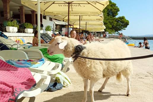 Vidi meeeeeee: Prošetao janjca plažom na Rabu među turistima