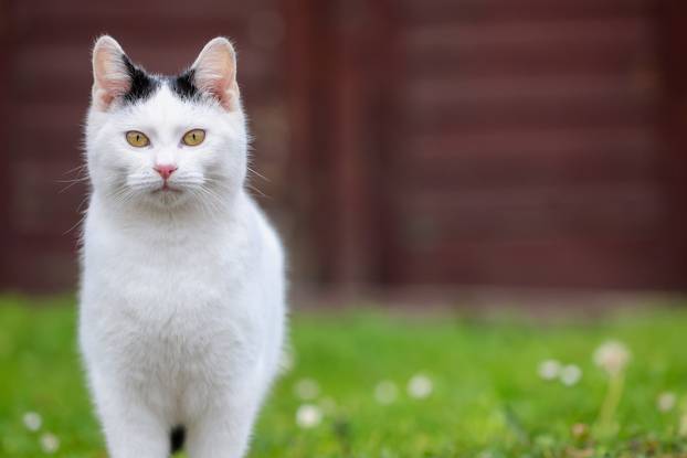 Ljubej Kalnički: Dan nakon stravičnog otkrića otkrivaju se detalji nezapamćenog zločina