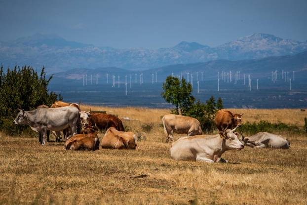 Gornje Maovice: Mjesto gdje je potvrđen slučaj bedrenice