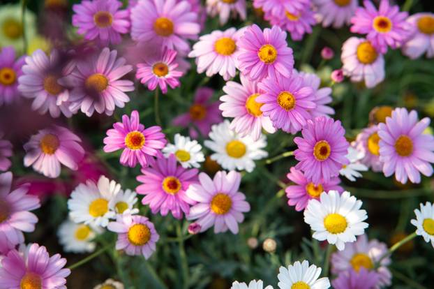 Zagreb: Brojni građani posjetili Floraart na Bundek