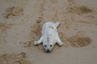Po?inje sezona mladunaca tuljana u Norfolku