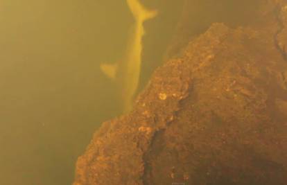 Otkrili morske pse koji žive u aktivnom podvodnom vulkanu
