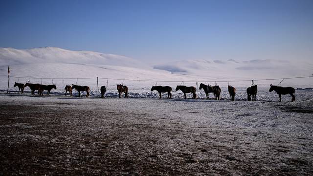 Konji u Mongoliji