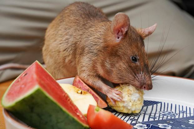 FILE PHOTO: Magawa, the recently retired landmine detection rat, eats corn at the APOPO Visitor Center in Siem Reap