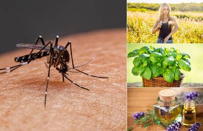 Kreće sezona 'krvopija': Recepti i top biljke koje tjeraju komarce
