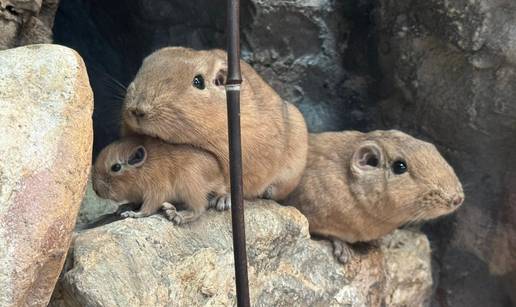 SLATKO POJA&Ccaron;ANJE Dva gundija okotila su se u ZOO Zagrebu: Ne piju vodu, a zimi se sti&scaron;&cacute;u skupa