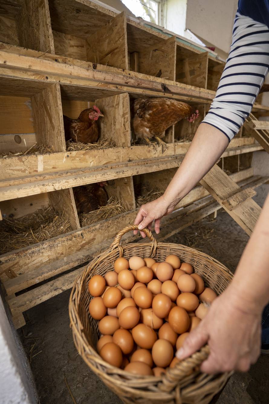 Jeste li u prehranu uključili jaja iz slobodnog uzgoja?