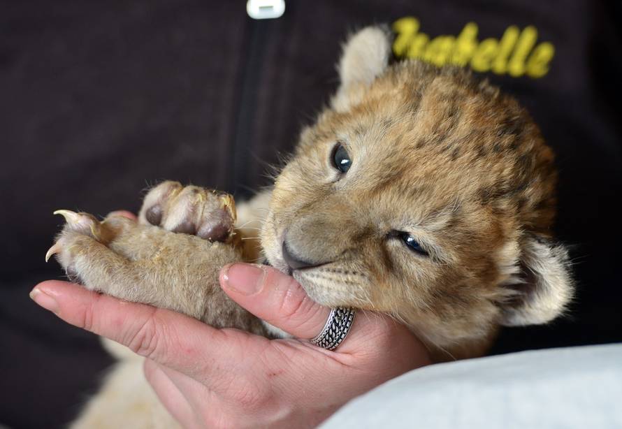 Harald Tittel/DPA/PIXSELL