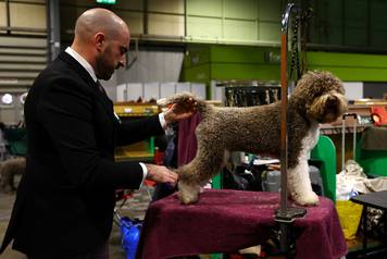 A dog owner grooms his Lagotto Romagnolo on the first day of the Crufts dog show in Birmingham