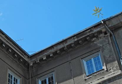 Nesvakidašnji prizor: Na krovu zgrade izraslo je mlado drvo
