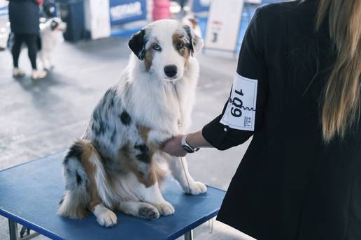 FOTO Woof, woof! Mi smo stigli na Velesajam! Tisu&cacute;e pasa iz 30 zemalja stiglo na veliku izlo&zcaron;bu