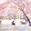 Kao iz bajke: Jeleni uživaju u cvatu trešnji u parku u Japanu