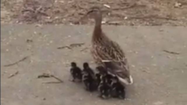 Gradska frajla: Mama patka s pačićima šetala Remetincem