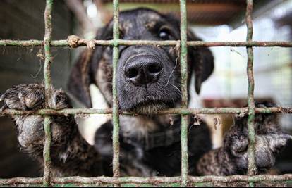 Za napuštanje životinje kazna 30.000 kn, psi moraju imati čip