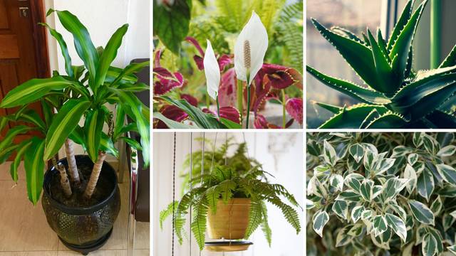 Biljke koje čiste zrak u domu, a neke od njih čak mogu smanjiti razinu vlage u prostoru