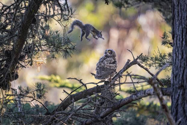 NPOTY - Attack Squirrel