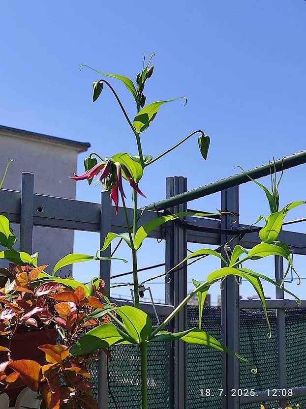 FOTO Zoran je na krovu zgrade u Zagrebu napravio zelenu oazu: 'Tu sadimo biljke, družimo se...'