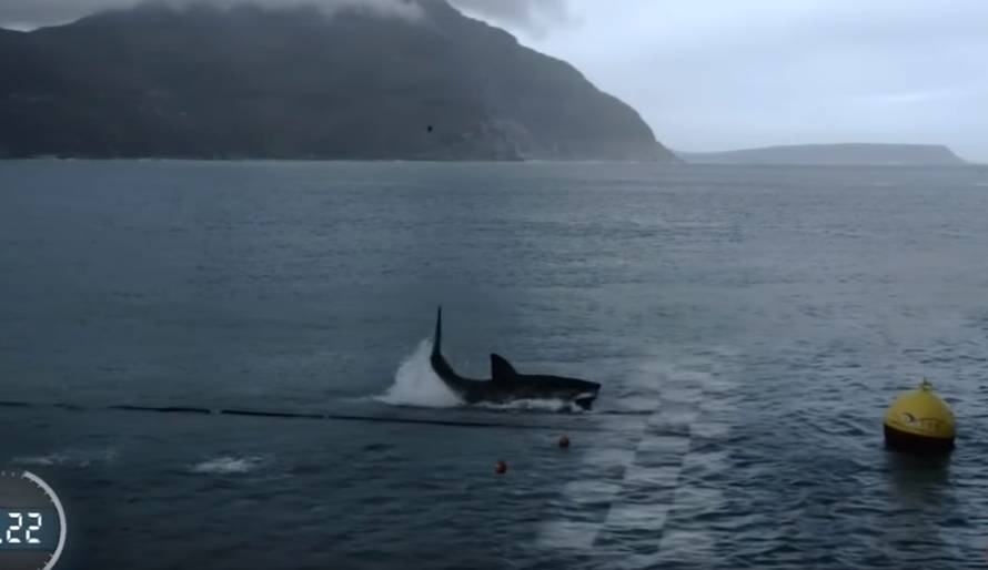 Utrka kao nikad dosad: Phelps izgubio od - velike bijele psine