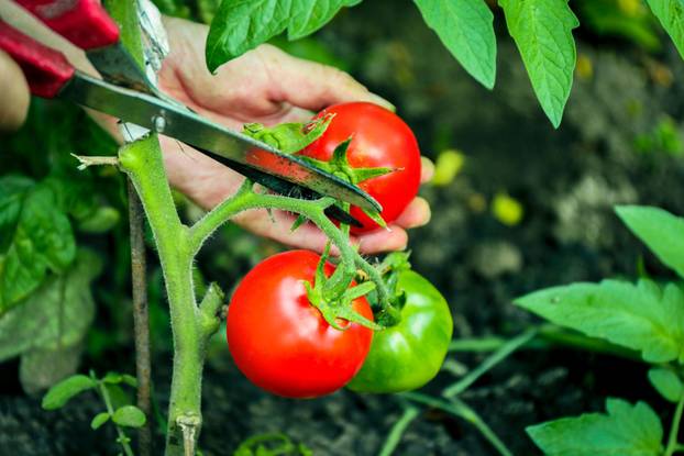 Ovo je 25 namirnica koje treba jesti za bolje zdravlje krvnih žila