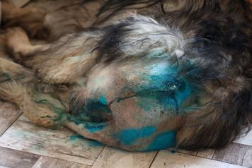 24sata Kistanje: Pas Shadow ranjen u borbi sa vukovima 