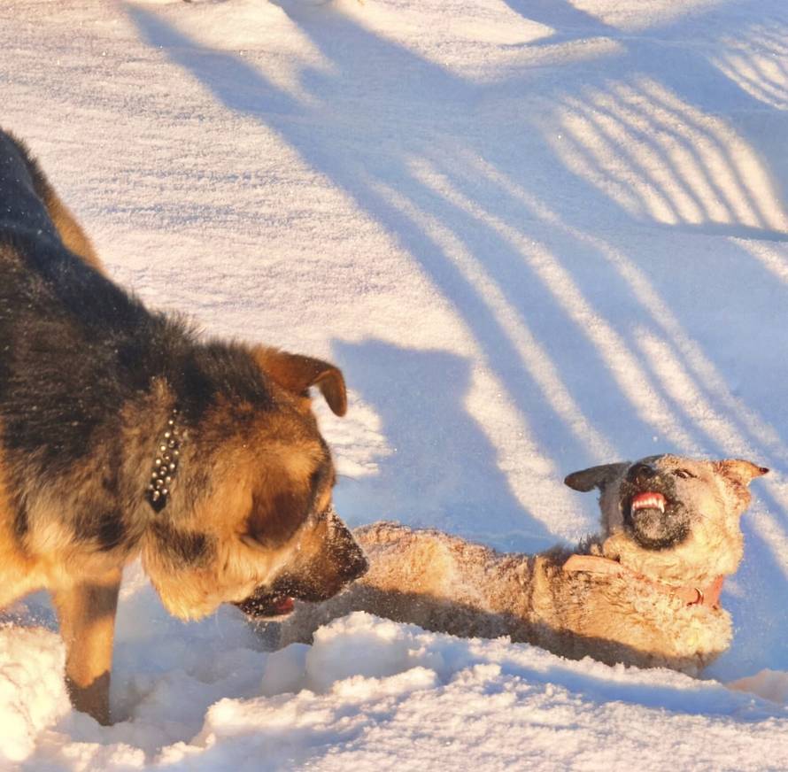 Općinska komunalka sama 'izlopatala' snijeg sa staze: 'Nema nikakve drame u tome'