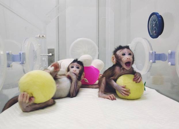 Cloned monkeys Zhong Zhong and Hua Hua are seen at the non-human primate facility at the Chinese Academy of Sciences in Shanghai