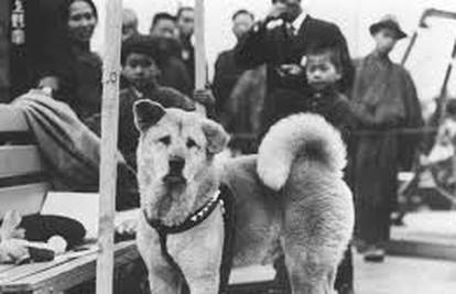 Bio je najvjerniji pas na svijetu: Hachiko i priča koja slama srce