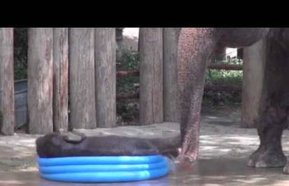 Preslatka slonica rashladila se 'velikim skokom' u dječji bazen