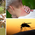 Sezona bolesti Zapadnog Nila počinje: Provjerite koji su prvi simptomi te kako se sve zaštititi